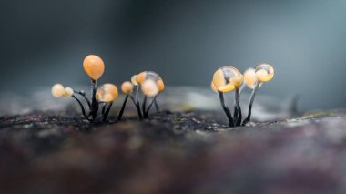 Karanlık orman zemininde şeffaf turuncu balçık küfü yumuşak bir şekilde parlıyor. Makro yakın plan, ince saplar, kapaklar ve küçük, karmaşık bir ekosistem ortaya çıkarıyor.