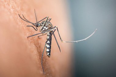 Siyah-beyaz çizgili bacakları olan sivrisinek hortumuyla insan derisini deliyor. Yakın plan, kan emici aedes aegypti vektörünün hastalık yaydığını ve kamu sağlığı riskini gösteriyor.