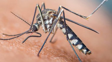 Sivrisinek insan derisinden beslenir, hortumunu üst deriye kadar uzatır, kan alır, böcek kontrolünü, hastalık bulaşmasını ve böcek istilasını sembolize eder.