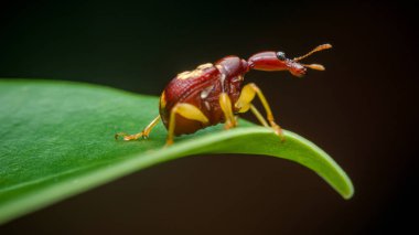 Yeşil yaprak kenarı boyunca yürüyen zürafa buğday biti, uzun, belirgin şekilli boynunu vurguluyor ve koyu bir arka planda canlı kırmızı ve sarı vücut desenleri var.