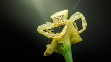 Yengeç örümceği, Misumena vatia, böcek avlarken mükemmel bir kamuflaj sergiliyor, koyu bir arka planda yaşayan sarı çiçekle kusursuz bir şekilde harmanlanıyor.