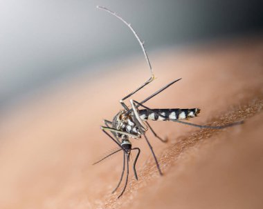 Çizgili bacaklı ve hortumlu sivrisinekler insan derisini delip, ısırık izi yaratıyor, kanla besleniyor, böcek kontrolü ve hastalık bulaşma riskini temsil ediyor.