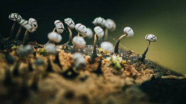 Stemonit, narin dantelli kaplamalı spor geliştiren, orman zemininde çürüyen bir daldan çıkan mikro ekosistemlerin karmaşık detaylarını gösteren bir balçık küfü türüdür.