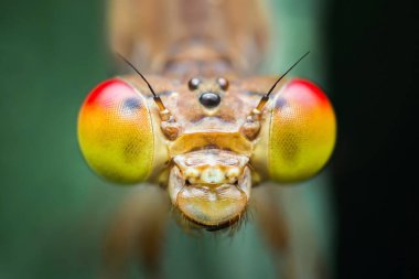 Bu yakın çekim, bir kız böceğinin kafasının karmaşık detaylarını gözler ve hassas özelliklerini gözler önüne seriyor.