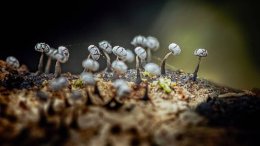 Hassas stemonitler, balçık kalıpları, karmaşık dokular sergileyen meyveler ve ince gövdeler, makro doğa ortamında çürüyen bir ahşap parçasından ortaya çıkar.