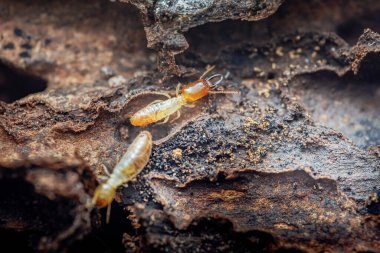 Termit askerleri ve işçiler karanlık ahşap bir yapıda çürüyen keresteleri yiyerek istila, hasar ve acil haşere kontrol sorunu gösteriyorlar.