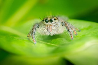 Bu makro fotoğraf sıçrayan bir örümceğin detaylı bir görüntüsünü yakalar, karmaşık özelliklerini ve doğal ortamını gösterir.