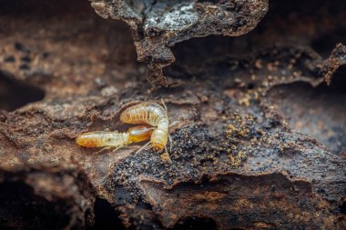 Termit larvaları karanlık, karmaşık bir yuva içinde gelişiyor, sessizce ahşap yapıları yok ediyor ve bu yaygın ev hayvanlarının yıkıcı etkilerini gösteriyor.