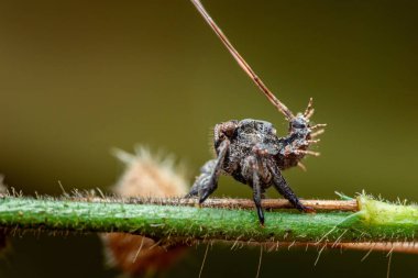 Portia zıplayan örümcek, kıllı yeşil bir sapın üzerinde kamufle oldu, tünedi ve çevresini canlı makro detaylarla izledi. Fotoğraf, üretken ai değil