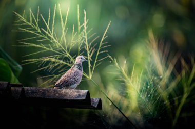 Dalgalı bir çatıda huzur içinde duran güvercin görüldü. Hassas güneş ışığının ve doğal bir bahçe ortamında taze yeşil yaprakların tadını çıkarıyordu. Fotoğraf, üretken ai değil