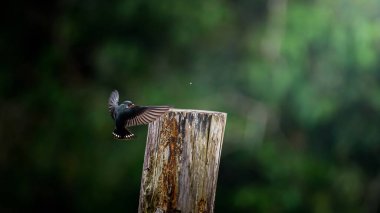 Ahır kırlangıcı, yıpranmış ahşap kütüğe inmeye hazırlanan kanatlarını çırpar. Sakin bir orman ortamında, hareket ve zarafet yakalanır. Fotoğraf, üretken ai değil