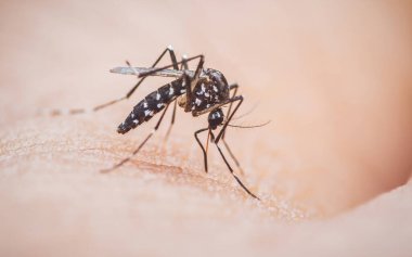 Belirgin siyah beyaz desenli Aedes sivrisinekleri insan derisini inceliyor, hastalık yayıyor, dang, zika, sıtma taşıyıcısı. Fotoğraf, üretken ai değil