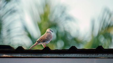 Oluklu metal çatıya tünemiş benekli güvercin, yumuşak bokeh arka planlı yemyeşil yeşilliklere karşı sakin ve tetikte. Fotoğraf, üretken ai değil