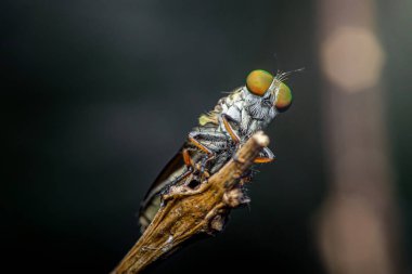 Hırsız sineği, yırtıcı bir böcek, yakın çekim makro görüntüsünde kuru bir dala tünemiş, karmaşık vücut detaylarını, kıllı özelliklerini ve doğadaki çarpıcı yeşil bileşik gözlerini gösteriyor.