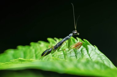 Koyu bir arka planda taze yeşil bir yaprağa tünemiş peygamber devesini taklit eden karınca, kamuflaj ve antenleri gösteren detaylı bir makro. Fotoğraf, üretken ai değil