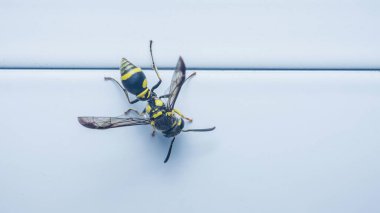 Sarı ceketli eşek arısı, minimalist bir ışık arka planında sürünüyor, siyah ve sarı çizgili vücudunu ve narin kanatlarını gösteriyor. Fotoğraf, üretken ai değil