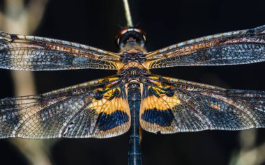Bir bitki sapının üzerinde dinlenen yusufçuk, hassas kanatları, doğanın detaylı güzelliğini gösteren, mavi, sarı ve siyah renkli, canlı renkler gösteriyor.