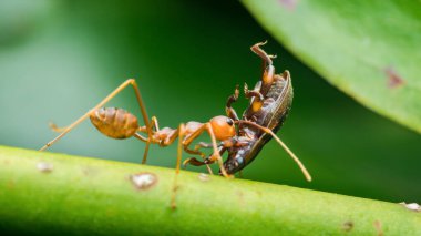 Karınca yakalanan böceği makro yakın planda yeşil bir gövde boyunca taşıyarak doğada azim, mücadele ve hayatta kalma göstermektedir. Fotoğraf, üretken ai yok
