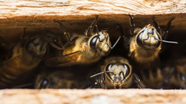 Koyu renk ahşap kovan girişini dolduran bal arıları, yakın çekim makro manzaralı bir yarıktan çıkan tüylü altın işçileri. Fotoğraf, üretken ai yok