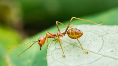 Kırmızı dokumacı karınca (oecophylla smaragdina) tropikal yağmur ormanlarında canlı yeşil bir yaprak üzerinde sürünerek anten ve bacakları gösterir. Fotoğraf, üretken ai yok