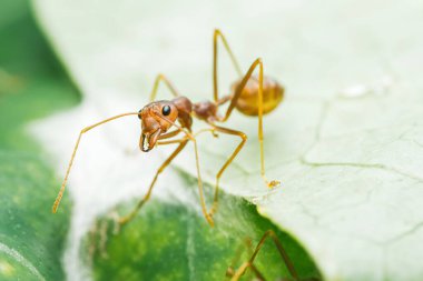 Kırmızı dokumacı karınca oecophylla smaragdina soluk yeşil yaprak, keskin çene ve ayrıntılı makro yakın plan anten üzerinde sürünüyor. Fotoğraf, üretken ai yok