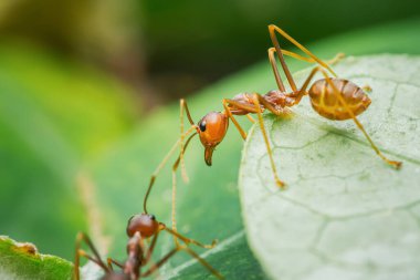 İki kırmızı dokumacı karınca canlı yeşil bir yaprak üzerinde antene dokunuyor, sosyal iletişimi ve orman ekosistemindeki ekip çalışmasını yakından yakalıyor. Fotoğraf, üretken ai yok