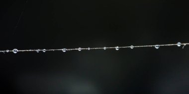 Hassas su damlacıkları tek bir örümcek ipeği ipliğinde bir sıra oluşturarak koyu arkaplan üzerinde doğal bir çiğ gerdanlığı oluştururlar. Fotoğraf, üretken ai yok