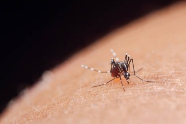 Tıkanmış kırmızı karınlı Aedes aegypti sivrisineği insan derisinden besleniyor. Yakın plan ısırık, hastalık bulaşma riskini gösteriyor. Fotoğraf, üretken ai yok