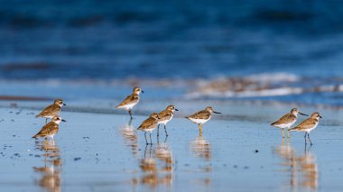 Küçük sahil kuşları ıslak kumlu kıyı şeridi boyunca yürüyüp yiyecek ararken, yumuşak kıyı rüzgarı altında sığ suları yansıtıyorlar. Fotoğraf, üretken ai yok