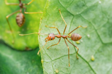İki kırmızı dokumacı karınca (oecophylla smaragdina) açık havada canlı yeşil bir yaprak üzerinde sürünerek takım çalışmasını ve detaylarını gösterirler. Fotoğraf, üretken ai yok