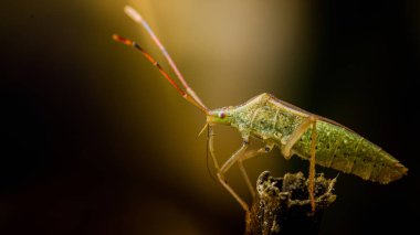 Dal üzerine tünemiş yeşil bir yaprak zıpzıpı, şeffaf kanatları, antenleri, bacakları ve doğal ortamdaki ince vücut dokusunu gösteren yan görüş. Fotoğraf, üretken ai yok