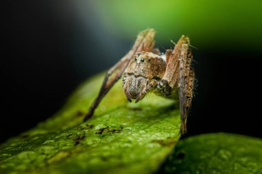 Canlı yeşil yaprak üzerinde kahverengi örümcek sabah çiğ ile benekli, makro vahşi yaşam yakın çekim dokusu, bacaklar ve küçük damlacıklar. Fotoğraf, üretken ai yok