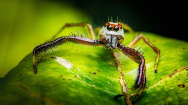 Zıplayan örümceğin yakın plan görüntüsü göze çarpan gözler ve doğal ortamında canlı yeşil bir yaprağın üzerinde dinlenen kıllı bacaklar. Fotoğraf, üretken ai yok