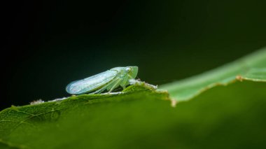 Yaprak sıçrayan, dokulu yeşil yaprak, şeffaf kanatlar ve keskin makro odaklı karmaşık vücut detaylarıyla kamufle edilmiş. Fotoğraf, üretken ai yok