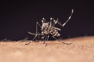 Aedes aegypti sivrisineği insan derisini ısırıyor, hortumunun yüzeye nüfuz ettiğini ve dang gibi hastalıklar yaydığını gösteriyor. Fotoğraf, üretken ai yok
