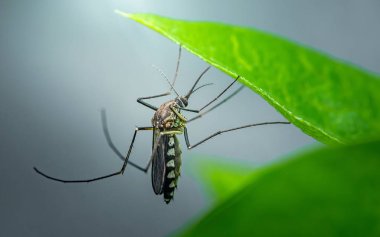 Aedes aegypti sivrisineği canlı yeşil bir yaprağın altında dinleniyor, makro yakın plan çizgili vücudu, narin bacakları ve antenleri gösteriyor. Fotoğraf, üretken ai yok