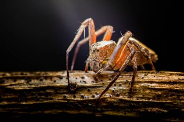Kaba ahşap kabukta sürünen minik kıllı örümceğin makro yakın plan görüntüsü, detaylı gözler ve bacaklar görünür. Fotoğraf, üretken ai yok