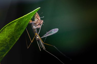 Luchs örümceği yeşil bir yaprağın üzerinde bir vinç sineğiyle tutunuyor ve besleniyor. Avlanma ve hayatta kalma içgüdülerini gösteren dramatik makro görüntüler. Fotoğraf, üretken ai yok