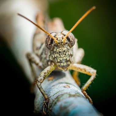 Çekirge bir dala tünemiş, makro görünüm desenli kafa, büyük bileşik gözler ve uzun turuncu antenler keskin detaylar. Fotoğraf, üretken ai yok