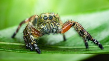 Yeşil bir yaprağın üzerinde zıplayan örümcek, detaylı kıllı vücut ve doğal yaşam ortamında birden fazla göz, canlı doku ve odaklanma. Fotoğraf, üretken ai yok