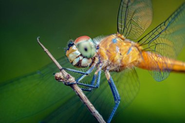 Yusufçuk, ince bir dal parçasına tünemiş ayrıntılı bileşik göz, şeffaf kanatlar ve yumuşak yeşil bokeh arka planına karşı canlı bir vücut sergiliyordu. Fotoğraf, üretken ai yok