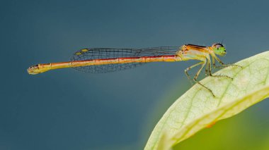 Turuncu vücutlu, yeşil başlı, açık yeşil yaprağın üzerinde dinlenen, hassas kanatları ve karmaşık detayları olan renkli bir kızböceği. Fotoğraf, üretken ai yok