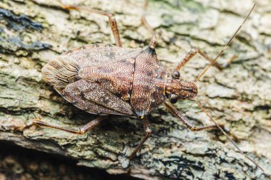 İnsan derisine tünemiş sivrisinekler ve hortumlar dang, sıtma ve diğer kan bulaşan hastalıkları içeren vektör böceklerini beslemeye hazırlanıyor. Fotoğrafçılık, üretici ai yok.