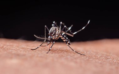 Aedes aegypti sivrisinek insan derisi ile beslenen proboscis piercing, dang, zika ve chikungunya virüsleri vektörü (yakın çekim). Fotoğraf, üretken ai yok