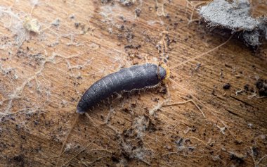 Silverfish (lepisma saccharina) crawling across aged wood surface, close-up of common household pest showing scales and antennae. Photography, no generative ai