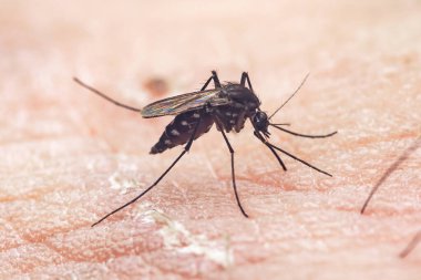 İnsan derisine tünemiş sivrisinekler ve hortumlar dang, sıtma ve diğer kan bulaşan hastalıkları içeren vektör böceklerini beslemeye hazırlanıyor. Fotoğrafçılık, üretici ai yok.