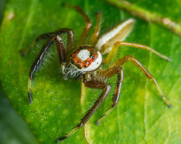 Canlı turuncu ve beyaz kafalı zıplayan örümcek ve parlak yeşil bir yaprağa tünemiş vücut işaretleri, detaylı makro vahşi yaşam portresi. Fotoğraf, üretken ai yok
