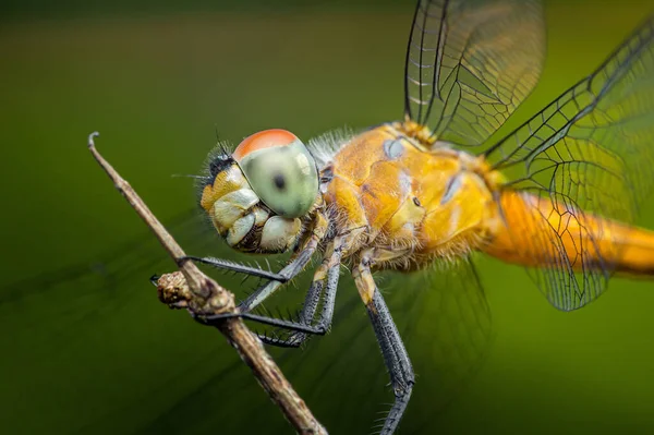 Yusufçuk sineği, karmaşık şeffaf kanatları, çok yönlü bileşik gözleri ve ince dallara tünemiş narin bacakları vurguluyor. Fotoğraf, üretken ai yok