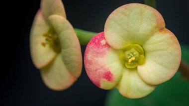 Dikenli taç, makro çekimde narin pembe ve sarı çiçekler sergiliyor. Doğadaki canlı botanik güzellik. Fotoğraf, üretken ai yok