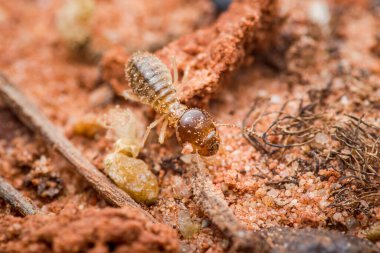 Kumlu kırmızımsı topraklarda hareket eden termit işçisi vücudunun ve yaşam alanının detaylarını gösteriyor. Haşere kontrolü kavramına odaklan. Tayland 'da fotoğraf, üretici ai yok.